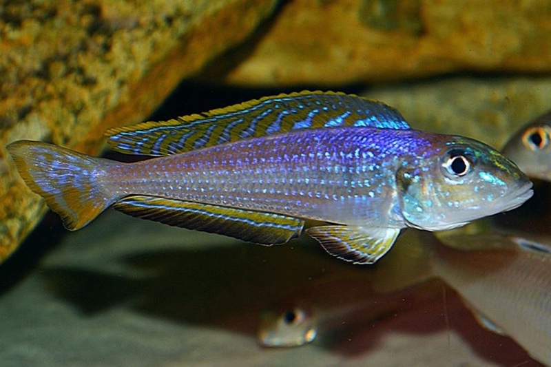 Enantiopus melanogenys 'Utinta'